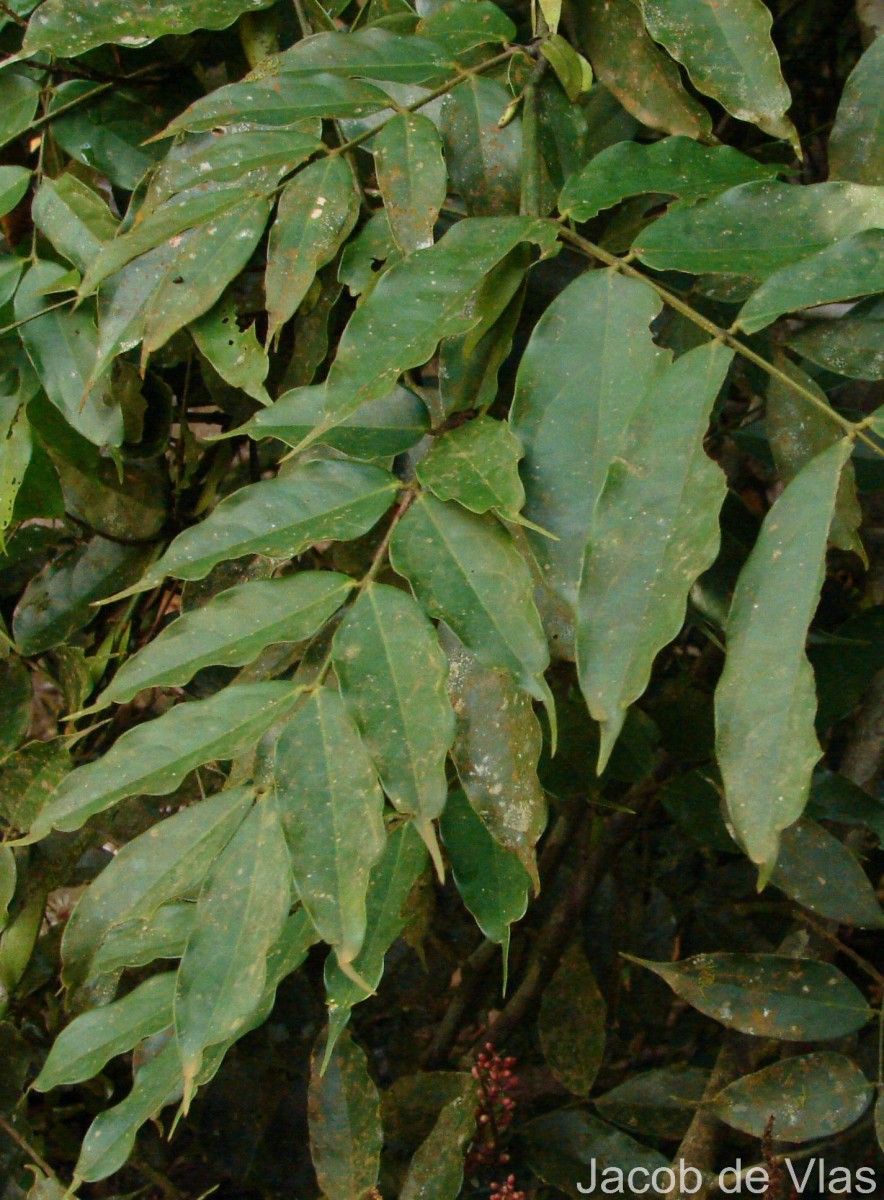 Humboldtia laurifolia Vahl